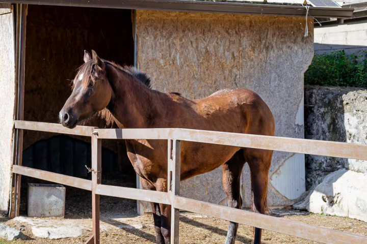 Brown horse standing behind a wooden fence near a barn entrance.