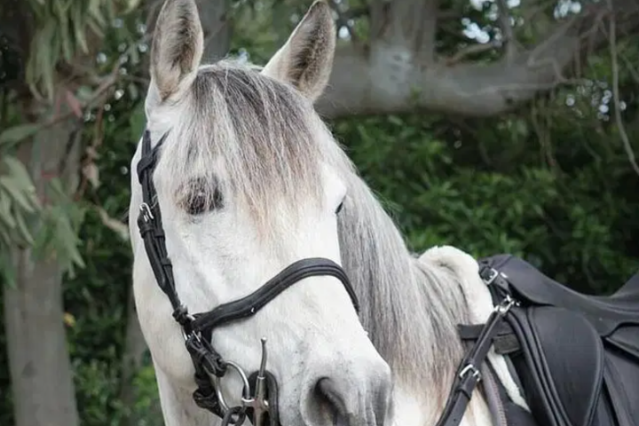 Gray horse with bridle and saddle in front of green foliage.